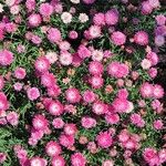 Argyranthemum frutescens (L.) Sch.Bip.Blomma