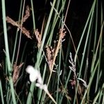 Juncus inflexus Fruit