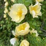 Rosa xanthina Blüte