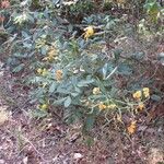 Senna rugosa Habit