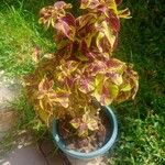 Amaranthus tricolor ᱥᱟᱠᱟᱢ
