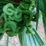 Acacia mangium Ліст