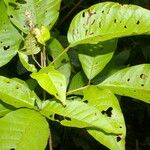 Vitex cooperi Hoja