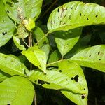 Vitex cooperi Yaprak