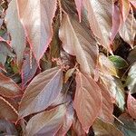 Acalypha wilkesianaLeaf