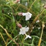 Silene dichotomaപുഷ്പം