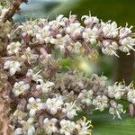 Cordyline fruticosa Blüte
