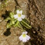 Pinguicula crystallina Other