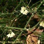 Asparagus umbellatus Other