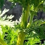 Artemisia annua 树皮