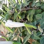 Datura inoxia ᱥᱟᱠᱟᱢ