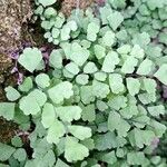 Adiantum capillus-veneris 葉