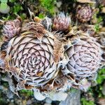 Orostachys spinosa Leaf