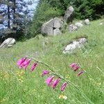 Gladiolus palustris Flor
