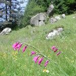 Gladiolus palustris Blüte