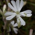 Silene italica Blüte