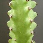 Euphorbia undulatifolia Bark