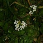 Calepina irregularis Virág