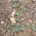 Tribulus terrestris Хабит