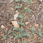 Tribulus terrestris Hábito