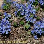 Veronica nummularia Plante entière