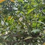 Citrus × aurantium പുഷ്പം