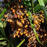 Leopoldinia pulchra Fruto