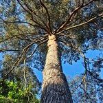 Pinus sylvestris 形态