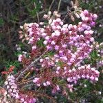 Calluna vulgarisBloem