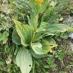 Gentiana lutea List