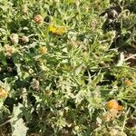 Calendula tripterocarpa Hoja