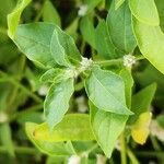 Alternanthera ficoidea Ravina