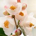 Camellia rosthorniana Flower