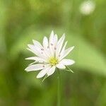 Stellaria graminea Blüte