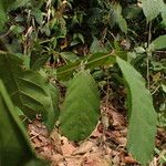 Cremaspora triflora Leaf