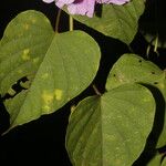 Ipomoea batatoides List