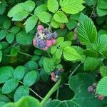 Rubus niveus Fruit