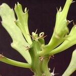 Euphorbia epiphylloides