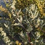 Atriplex laciniata पत्ता