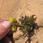 Lomatium latilobum Hábito