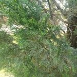 Juniperus virginiana পাতা
