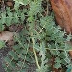 Sanguisorba verrucosa Lapas