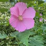 Hibiscus moscheutosKvet