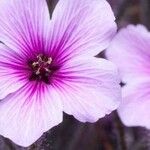 Geranium maderense Λουλούδι