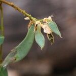 Craibia grandiflora Φρούτο