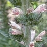 Echium boissieri Cvijet
