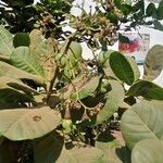 Anacardium occidentale Blad