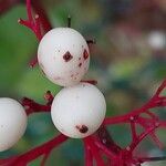 Cornus racemosa Frukt