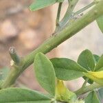 Crotalaria pallida Bark