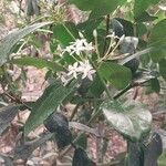 Acokanthera oppositifolia Flower